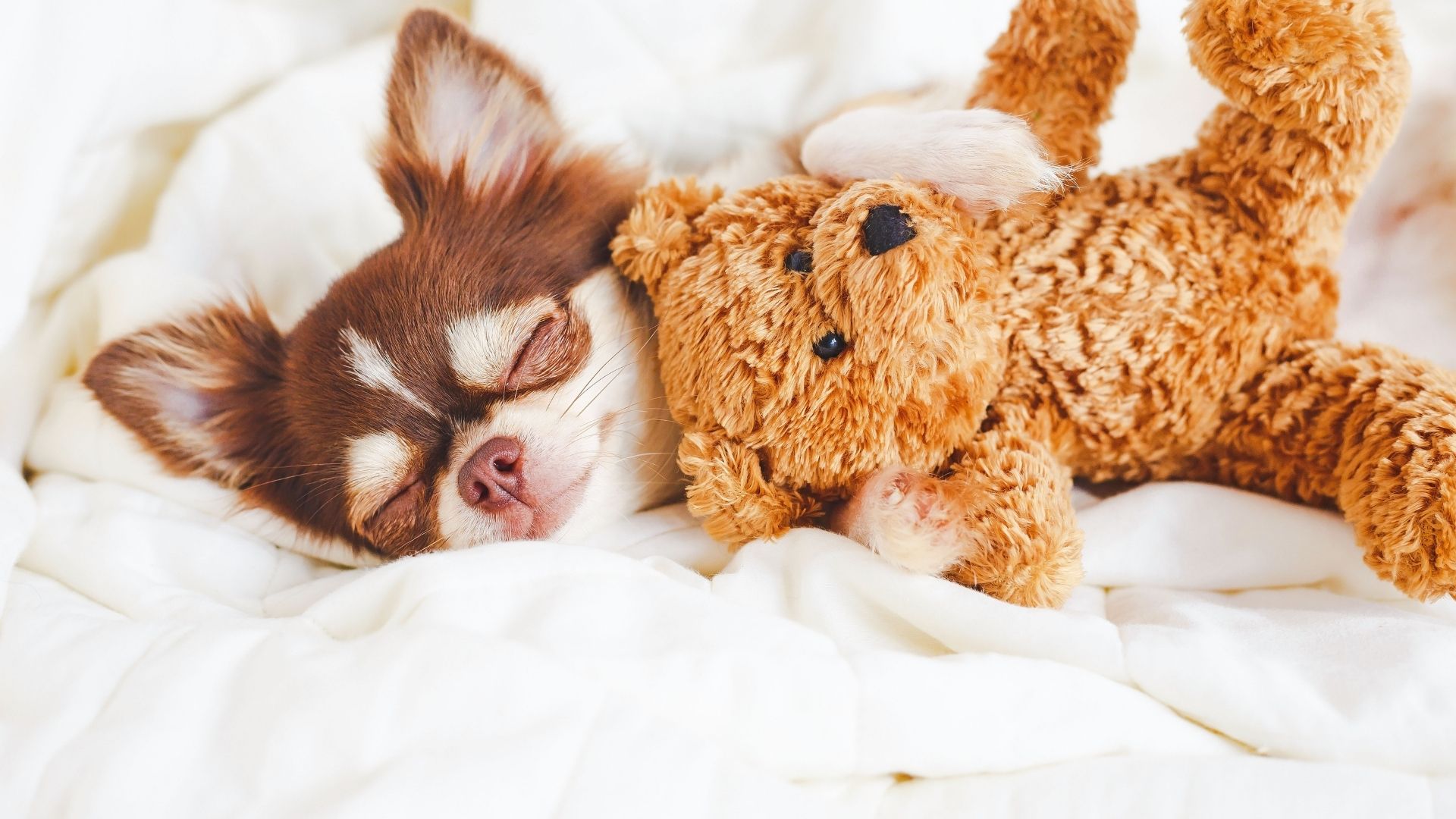 Boarding Form Suffolk Animal Hospital